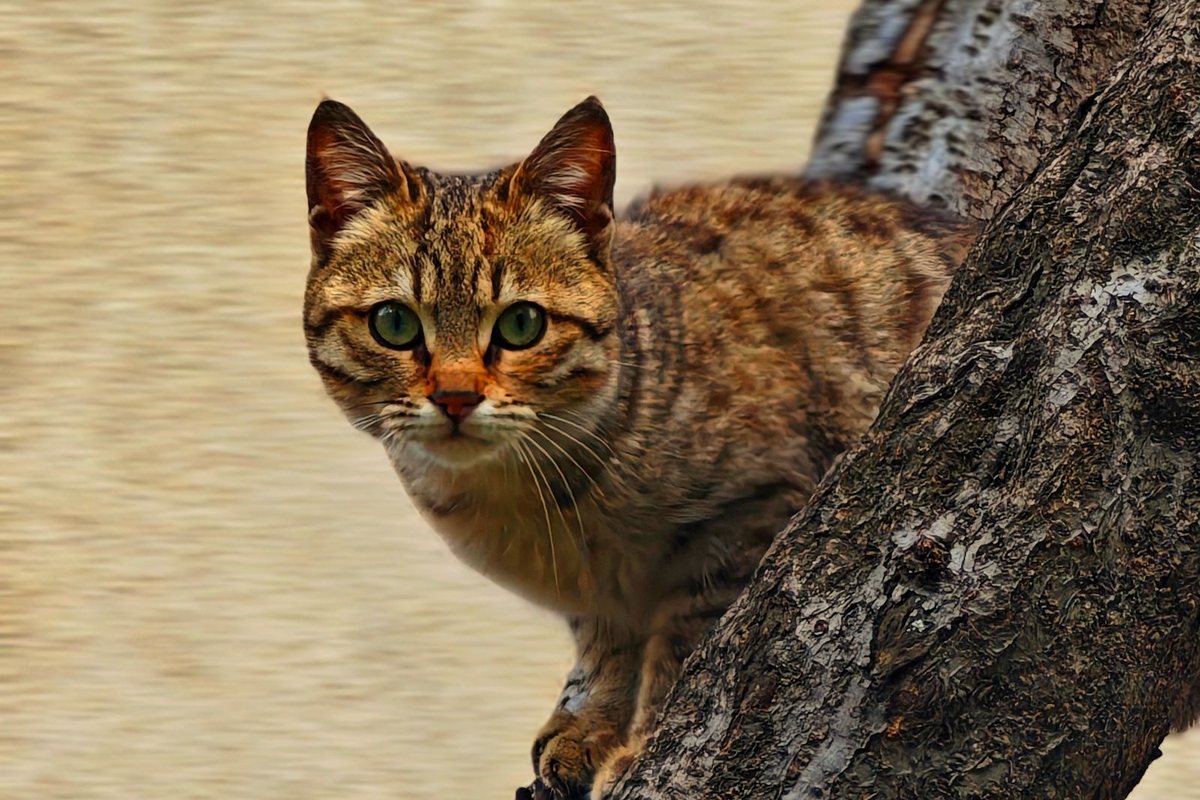 Test1
